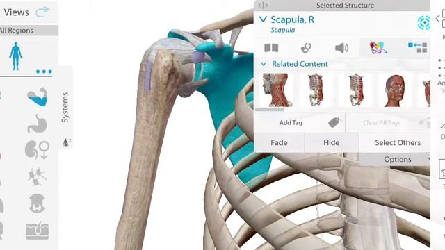 Плечевой сустав 3D вкратце: описание, строение, связки и линия прикрепления капсулы сустава