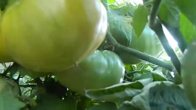 Томат Медовый. Продолжает радовать хорошим урожаем. смотреть онлайн