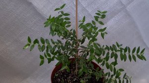 Тарантино зеленый 11