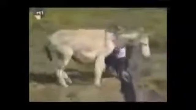 Мужик осла видео