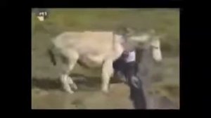 Осёл хотел трахнуть мужика