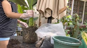 Spathiphyllum 'Sensation' | Repotting | Lush Soil Regenerator Plus