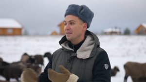 Овечья жизнь, как она есть / Как разводить овец на ферме?