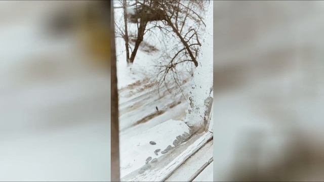 Синички кушают семена смотреть онлайн