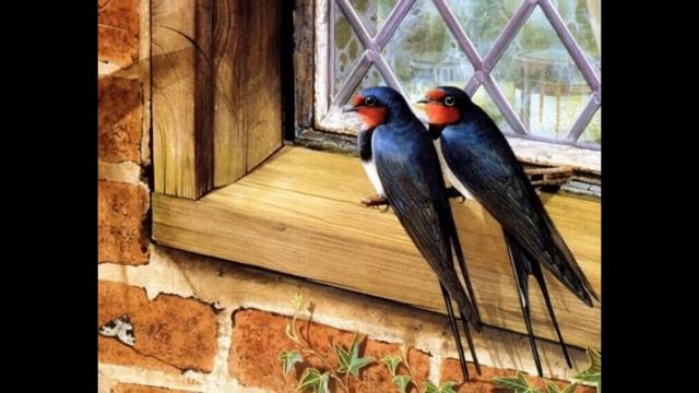 слайд-шоу про птиц смотреть онлайн