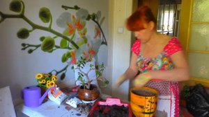 Толстянка. Крассула. Обрезка денежного дерева. Как формировать крону бонсай.