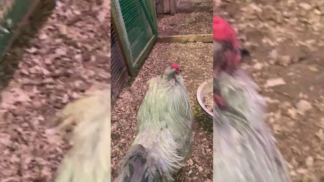 Мои самые ласковые куры Амераукана