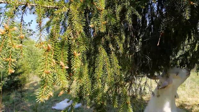 Ель с розовыми шишками!!! смотреть онлайн