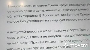 Ежевика Трипл Краун (Тройная Корона) в Сибири