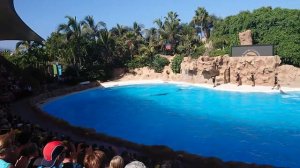 Лоро Парк. о.Тенерифе. Шоу дельфинов. Канары.