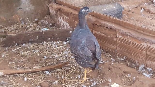 Zabelê (Crypturellus noctívagos Zabelê) yellow-legged Tinamou смотреть онлайн