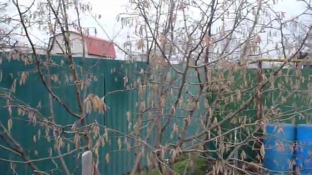 фундук Керасунд тысячи сережек . Готовим сад к зиме.