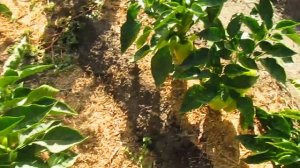 Результат и сравнение подкормок перца.  Радифарм и Нитроамофоска.