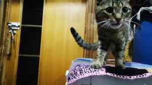 Кот не хочет есть макароны