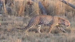 В чём же отличия гепарда,леопарда,ягуара.