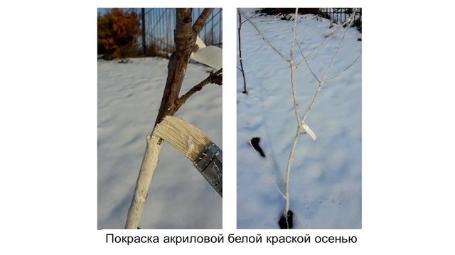 Обзор косточковых сортов плодовых деревьев