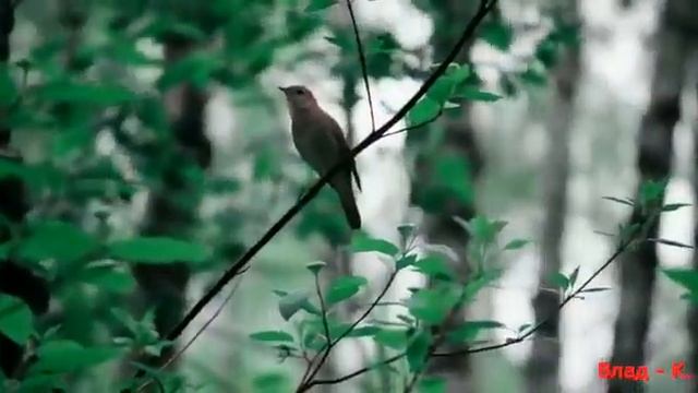 Примета соловей поет