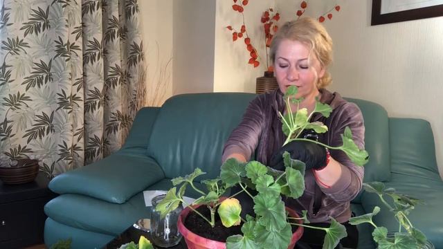 посадка черенков пеларгонии укорененных в воде -в грязь смотреть онлайн