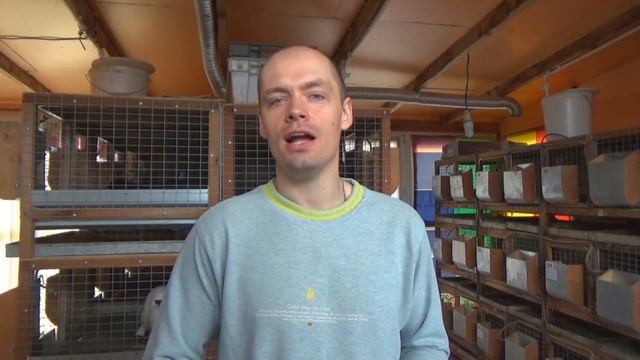 Сочные корма кроликам! Свежая трава или вяленая? смотреть онлайн