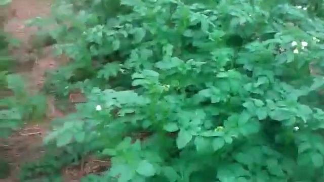 Органическое земледелие. (Огород разбитый на грядки)