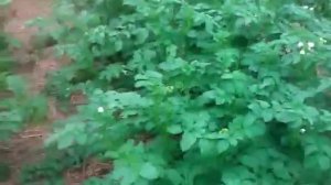 Органическое земледелие. (Огород разбитый на грядки)