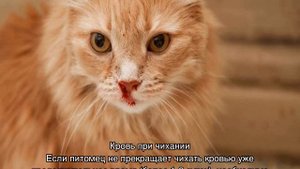 У кота кровь из носа: причины и диагностика