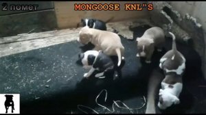 Щенки Американского Питбультерьера/#apbt #апбт#питбуль#питбультерьер#собака