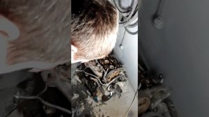 Снятие выпускного коллектора Audi TT 1.8 Турбо