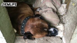 Собака боксер живет на улице в будке по своим правилам ))