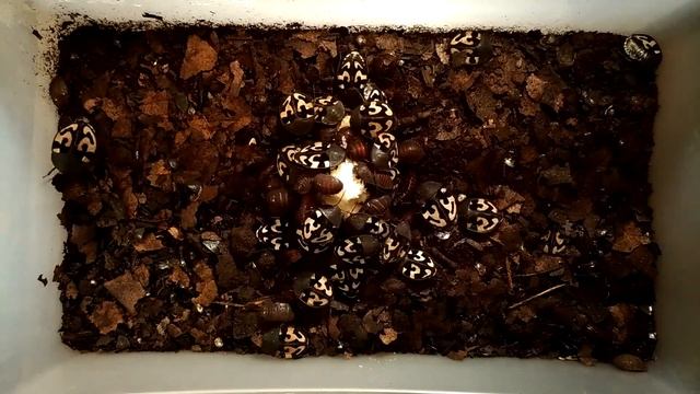 Таймлапс - индийский таракан смотреть онлайн