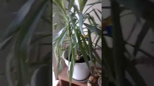 thirsty plant2