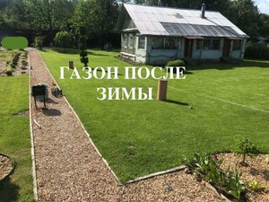 Газон выход после зимы