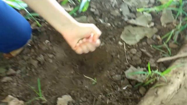 Rebeca Plantando Amor Perfeito