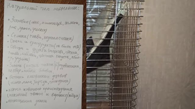 Кормление и рацион для шиншиллы. Подробная инструкция.