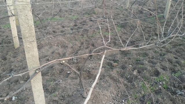 Формировка винограда,для укрывных и не укрывных форм. смотреть онлайн