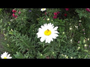 Цветущий полисадник