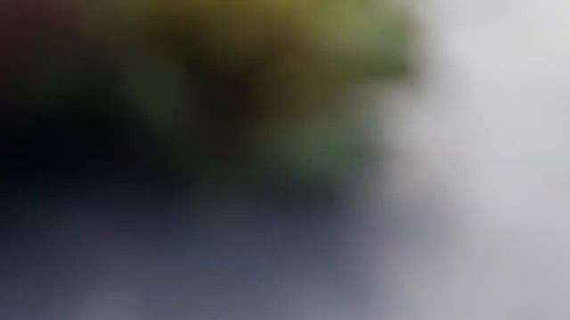 Незаметный безжалостный табачный трипс, крупным планом. смотреть онлайн