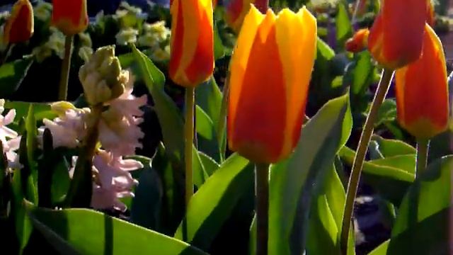 Маленький Огородик Елены Тереховой - Геоцинты 04.04.2009