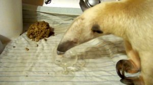 Pua tamandua gets ants in a glass