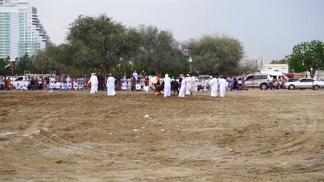 ОАЭ, Фуджейра, Бои быков смотреть онлайн