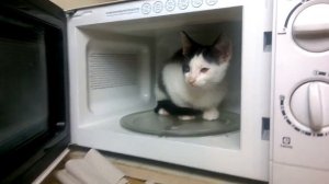 Как приготовить  кота в микроволновке  :))