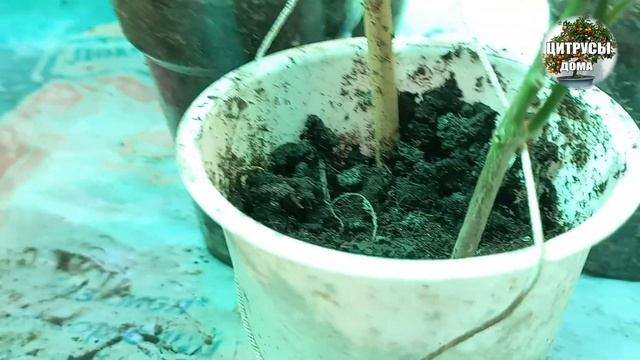 Цитрусы из косточки. Формировка кроны. Ответы на вопросы