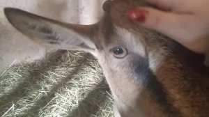 Альпийские козы, а перспективна ли это коза? // С.Х.У