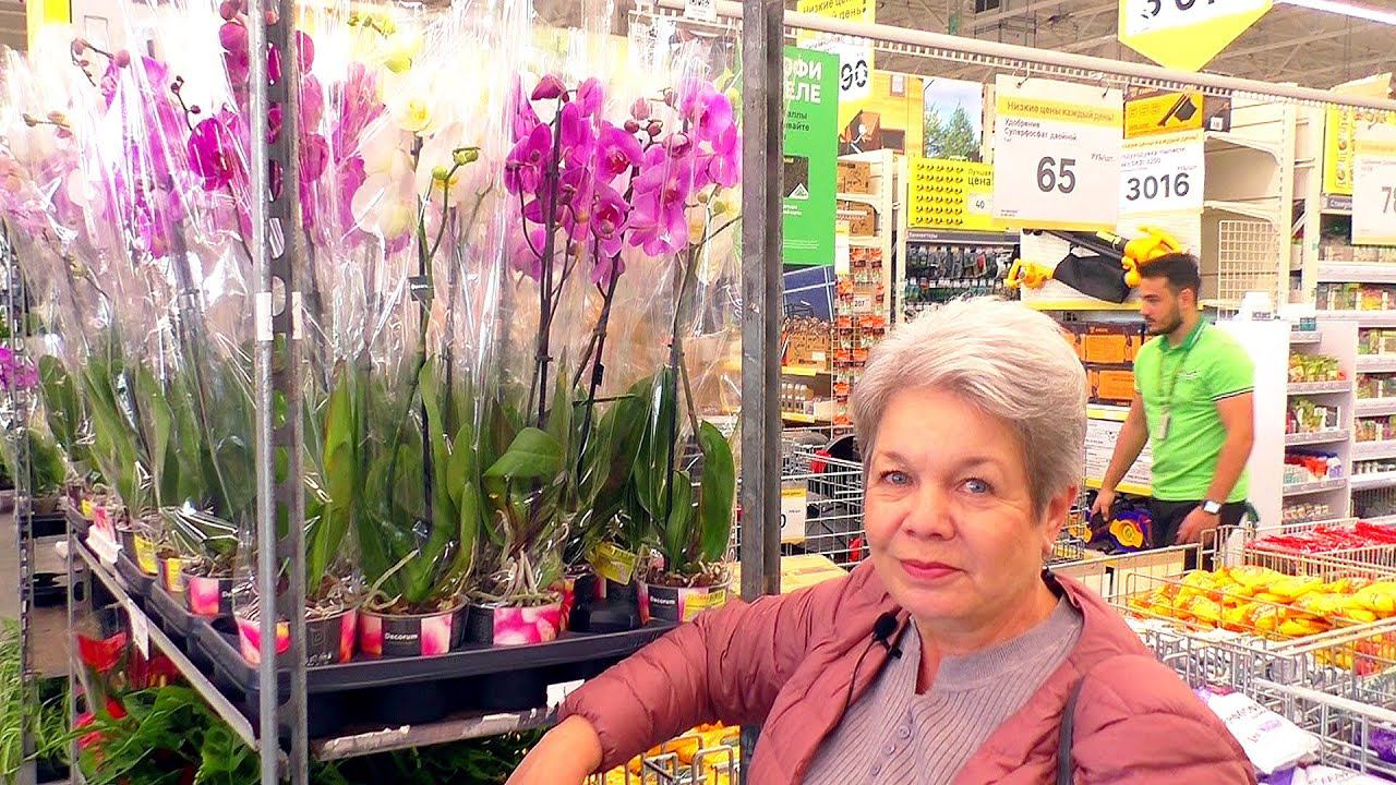 В Леруа Мерлен новый Поставщик орхидей ФЛОБАС. Голландские орхидеи - ДЕКОРУМ.