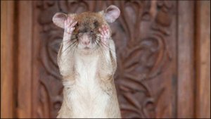 Гамбийская крыса|Самая большая крыса|Gambian Rat|The Biggest Rat