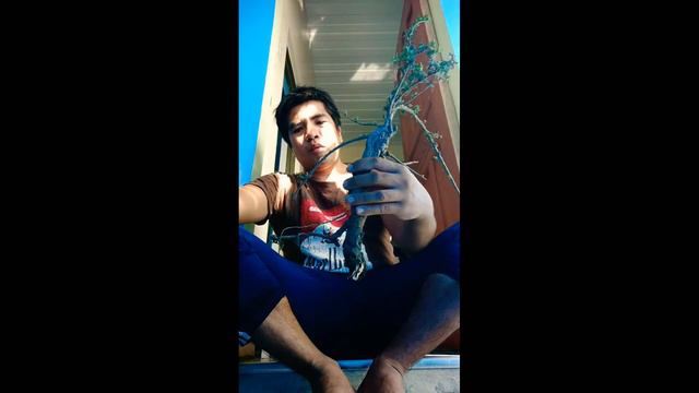 Jackpot! Nakahanap ng Wild Bonsai смотреть онлайн