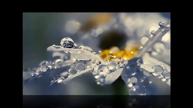 Ромашки ромашки белый лепесток......