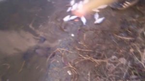 Кастинговая сеть с кольцом, сеть парашют, ловля кастинговой сетью