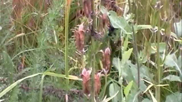 Сбор семян многолетних цветов смотреть онлайн