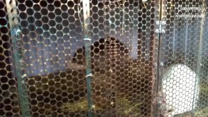 КРОЛИКИ ИЛИ НУТРИИ? Давайте разбираться.